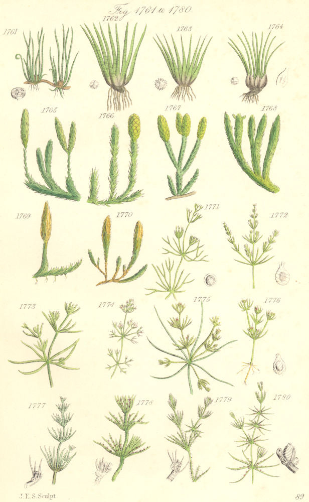 WILD FLOWERS. Pillwort Quillwort Club-moss Nitella Chara. SOWERBY 1890 print